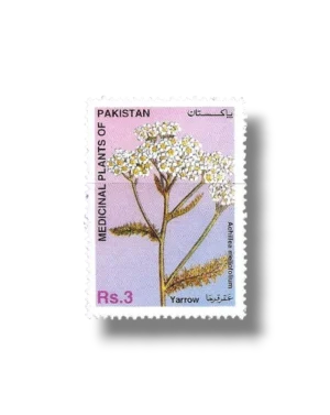 Yarrow