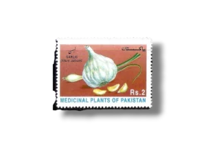 Medicinal Plants Garlic