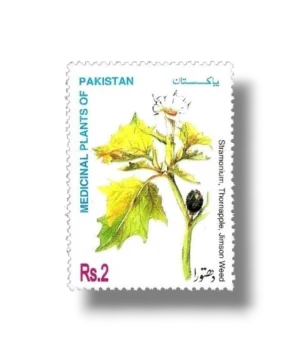 Medicinal Plants Thornapple