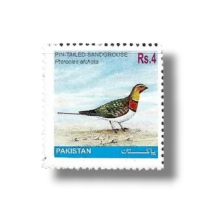 Pin-tailed Sandgrouse Pterocles alchata