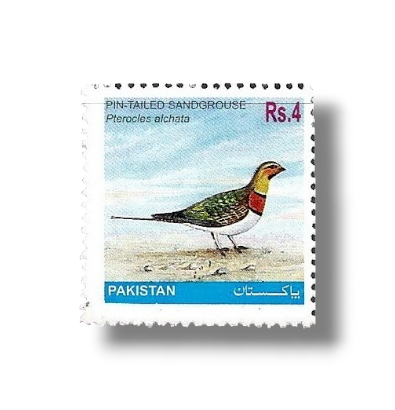 Pin-tailed Sandgrouse Pterocles alchata