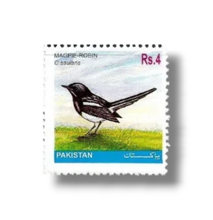 Oriental Magpie-robin Copsychus saularis