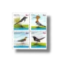 Oriental Magpie-robin