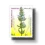 Medicinal Plants of Pakistan Hyssop