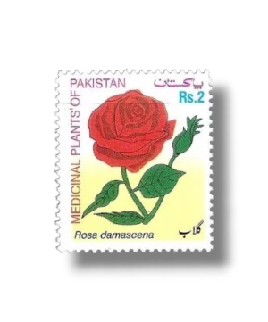 MEDICINAL PLANTS OF PAKISTAN SERIES ROSA DAMASCENE Rose Gul e Surkh