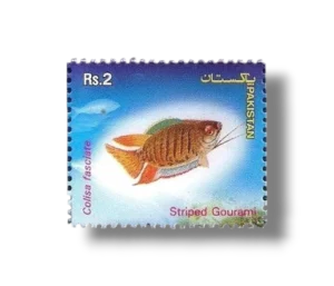 Popular Aquarium Varieties of Tropical fish Striped Gourami
