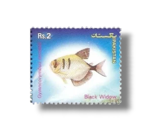 Popular Aquarium Varieties of Tropical fish Black Widow Tetra (Gymnocorymbus ternetzi)