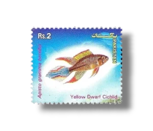 Popular Aquarium Varieties of Tropical fish Yellow Dwarf Cichlid (Apistogramma borellii)