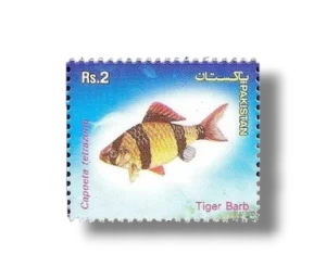 Popular Aquarium Varieties of Tropical fish Tiger Barb (Barbus tetrazona)