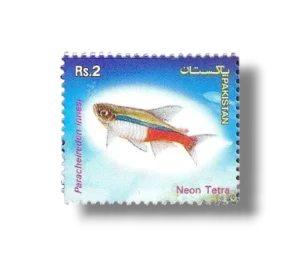 Popular Aquarium Varieties of Tropical fish Neon Tetra (Paracheirodon innesi)