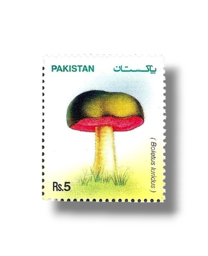 Mushrooms
