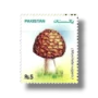 Mushrooms