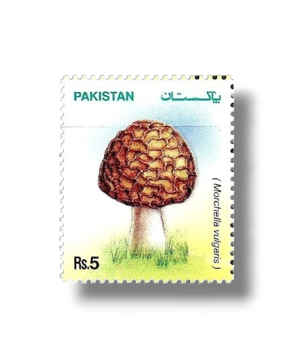 Mushrooms