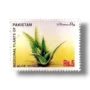 Medicinal Plants of Pakistan Aloe Vera