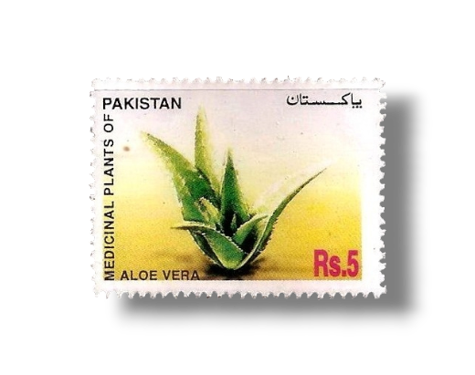 Medicinal Plants of Pakistan Aloe Vera