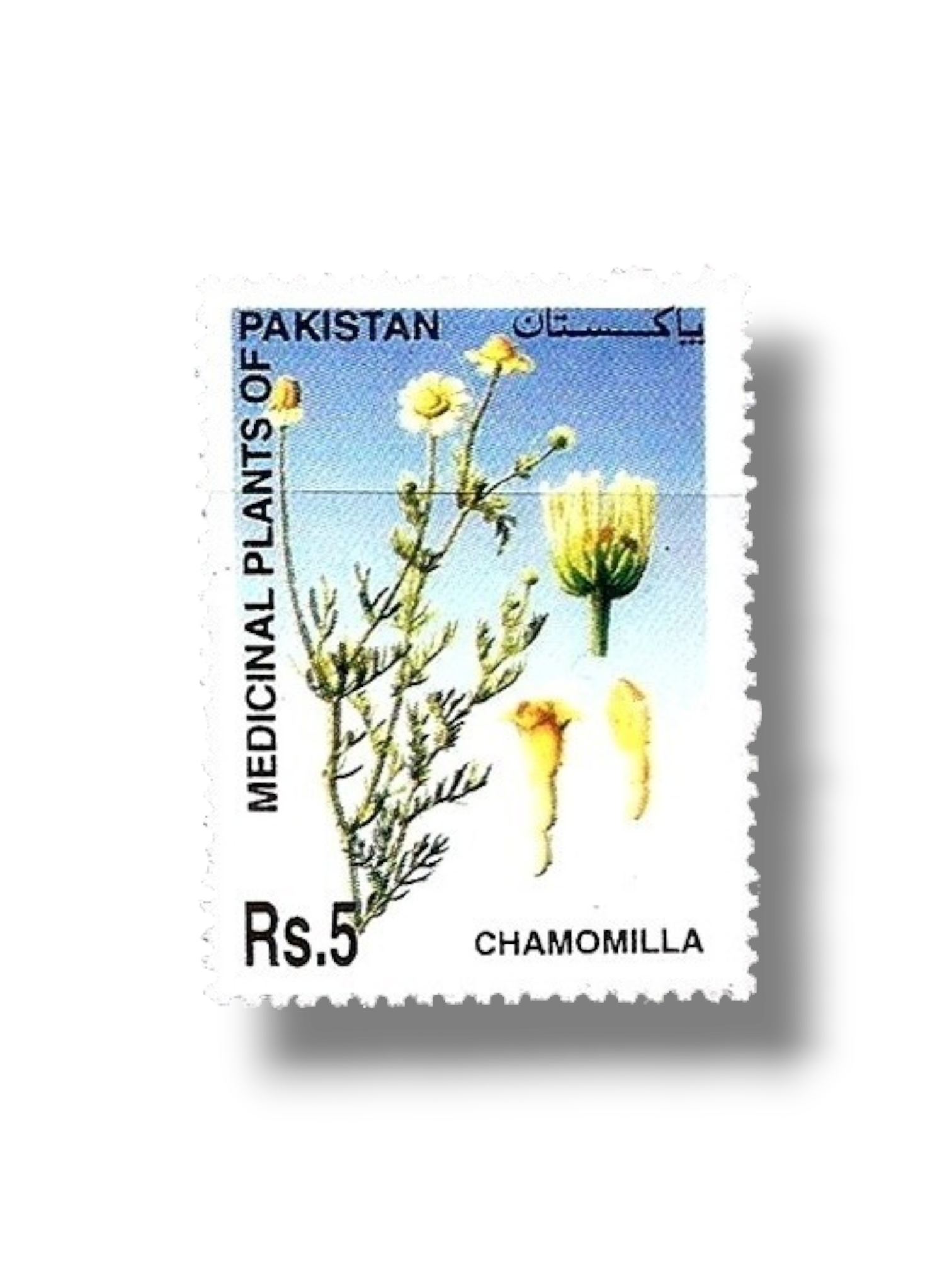 Medicinal Plants of Pakistan Chamomilla