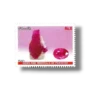 Gems and Minerals of Pakistan Ruby