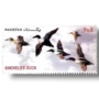 Birds Northern Shoveler (Anas clypeata)