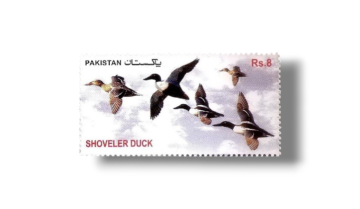 Birds Northern Shoveler (Anas clypeata)