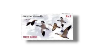 Birds Snow Geese (Anser caerulescens)