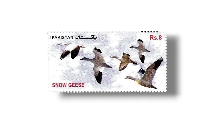 Birds Snow Geese (Anser caerulescens)