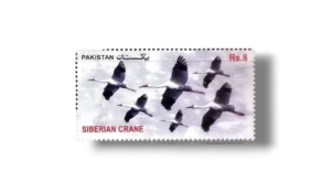 Birds Siberian Crane (Grus leucogeranus)