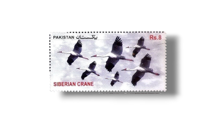 Birds Siberian Crane (Grus leucogeranus)