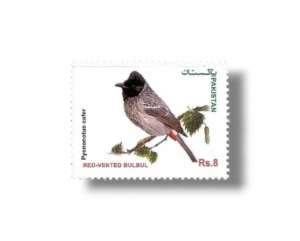 Red-vented Bulbul Pycnonotus cafer