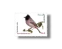 Red-vented Bulbul Pycnonotus cafer