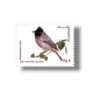 Red-vented Bulbul Pycnonotus cafer