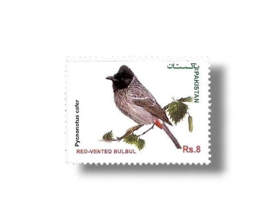 Red-vented Bulbul Pycnonotus cafer