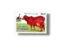 Sahiwal Cattle (Bos primigenius indicus)