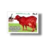 Sahiwal Cattle (Bos primigenius indicus)