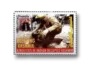 Human Rights Abuses in Kashmir