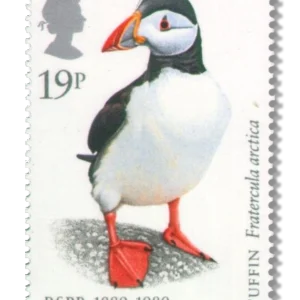 Atlantic Puffin