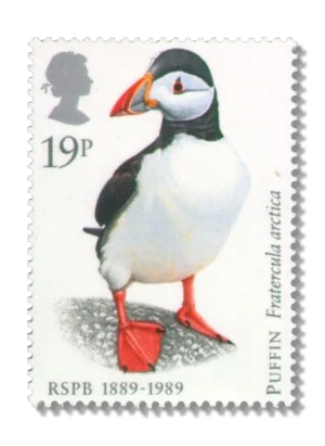 Atlantic Puffin