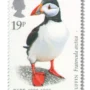 Atlantic Puffin