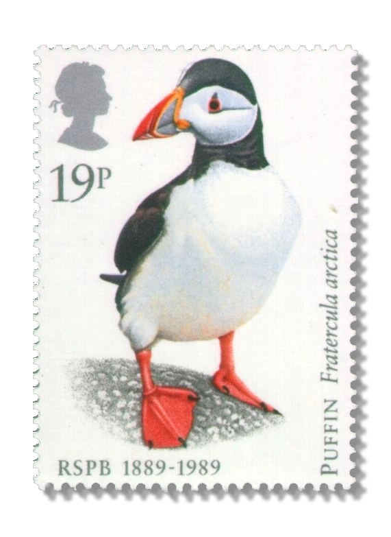 Atlantic Puffin