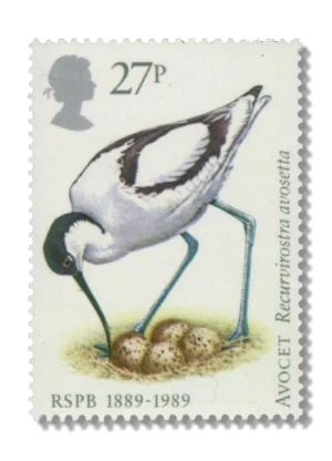 Pied avocet Avocet