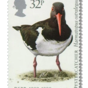 Oystercatcher