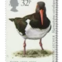 Oystercatcher
