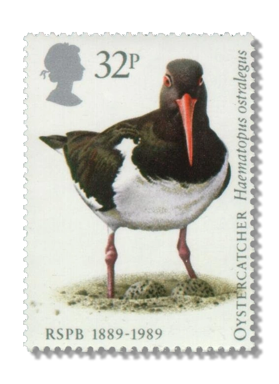 Oystercatcher