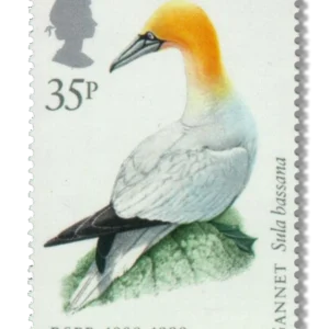 Northern gannet ('Gannet')