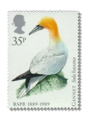 Northern gannet Gannet