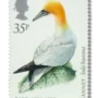 Northern gannet ('Gannet')