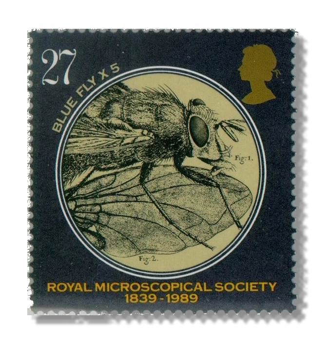 Calliphora erythrocephala (fly) (x5)