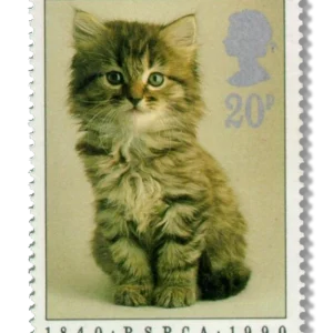 Kitten (Felis silvestris catus)