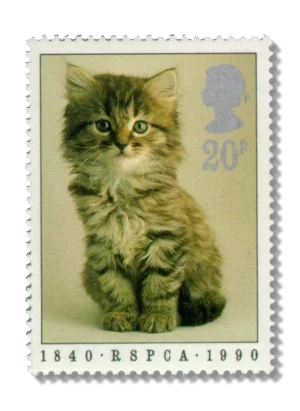 Kitten