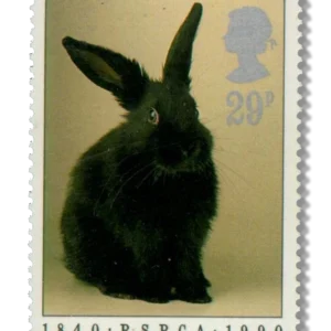 Domestic Rabbit (Oryctolagus cuniculus domesticus)
