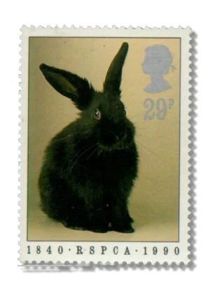 Rabbit